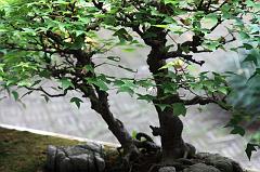 840-Hangzhou,18 luglio 2014